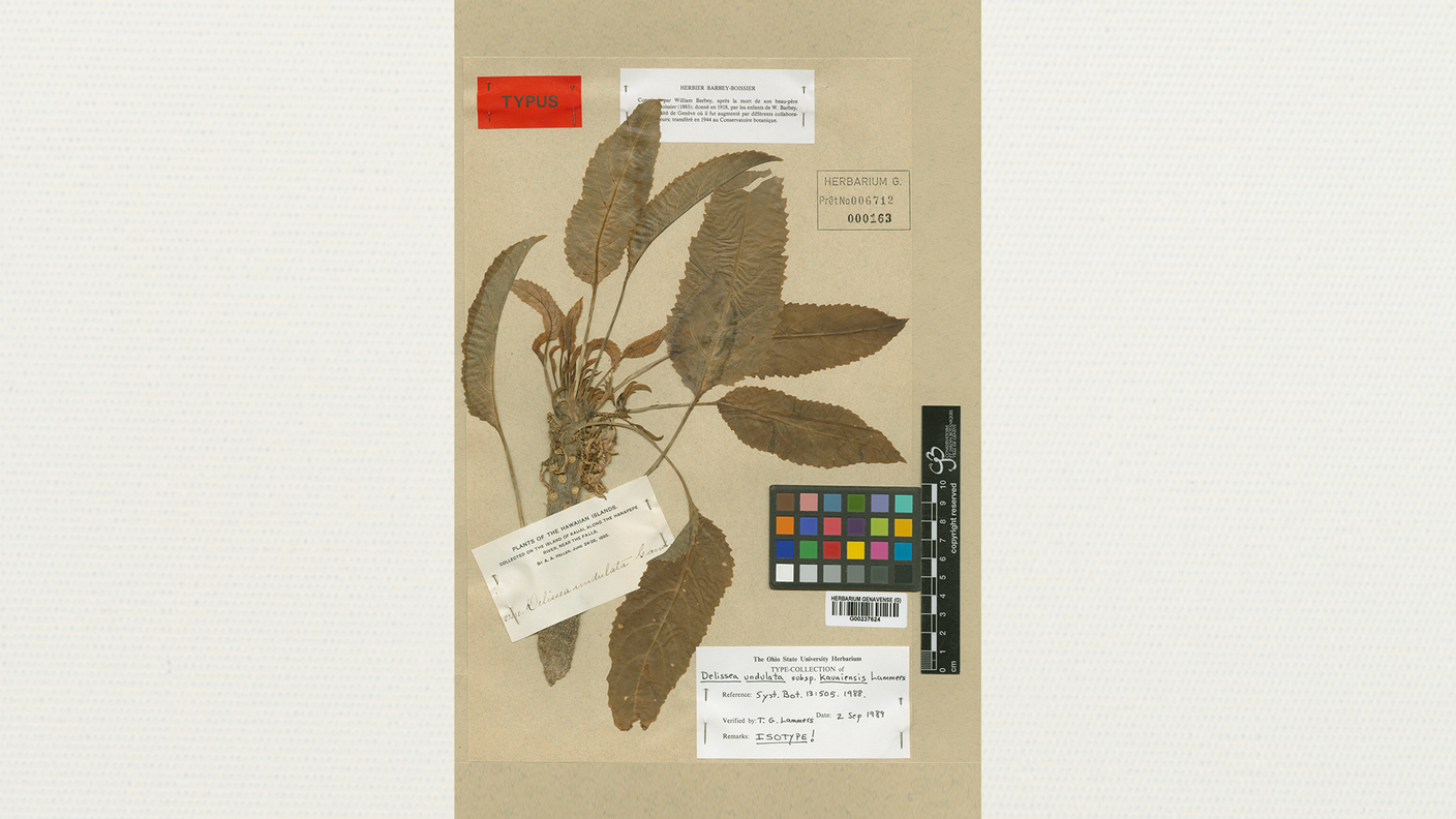 Delissea undulata Gaudich (Campanulaceae)