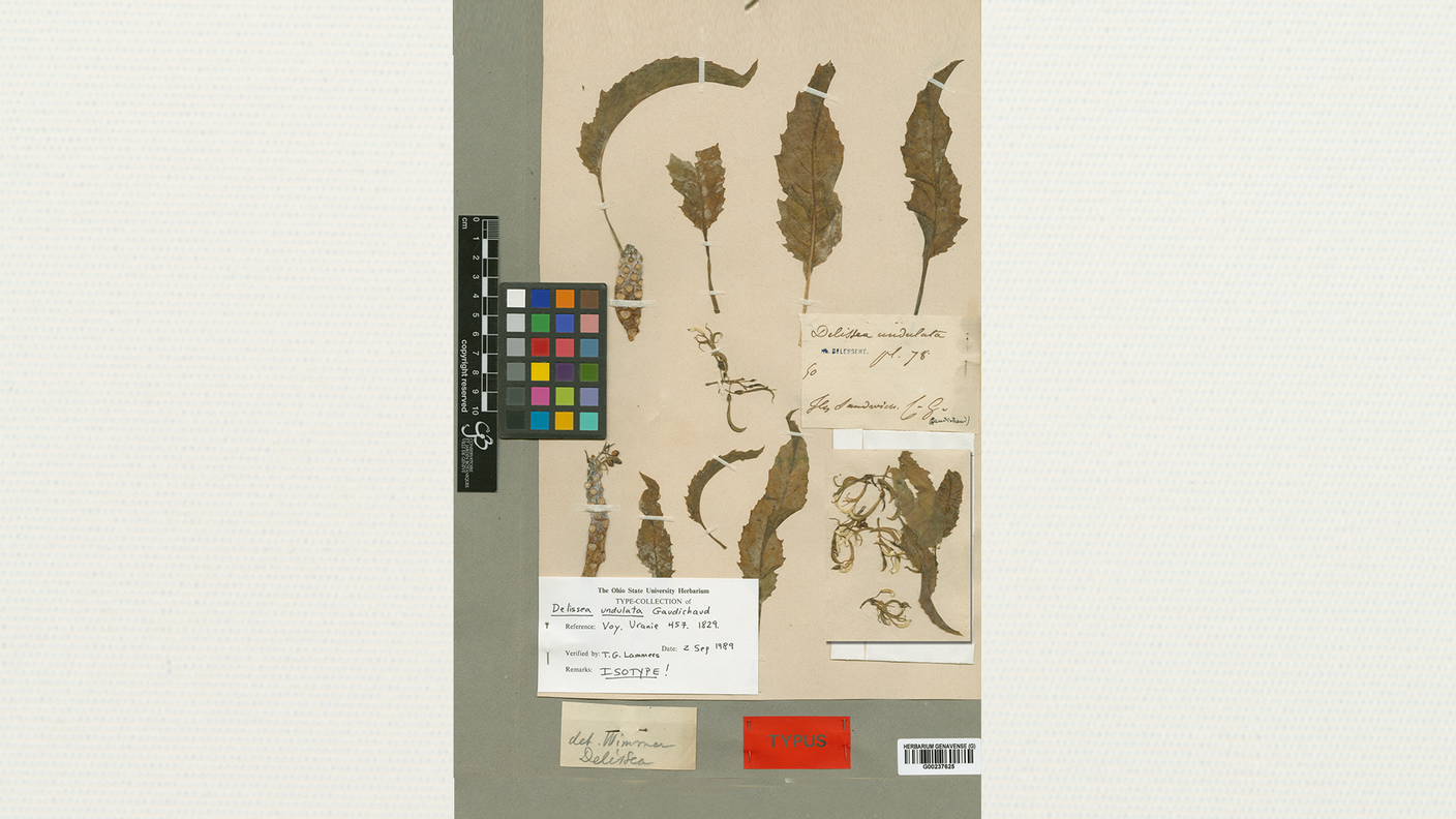 Delissea undulata Gaudich (Campanulaceae)