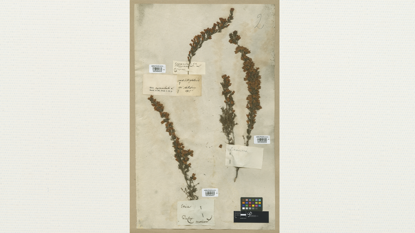 Erica pyramidalis Sol. (Ericaceae). 