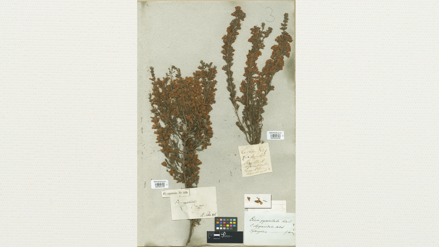 Erica pyramidalis Sol. (Ericaceae)