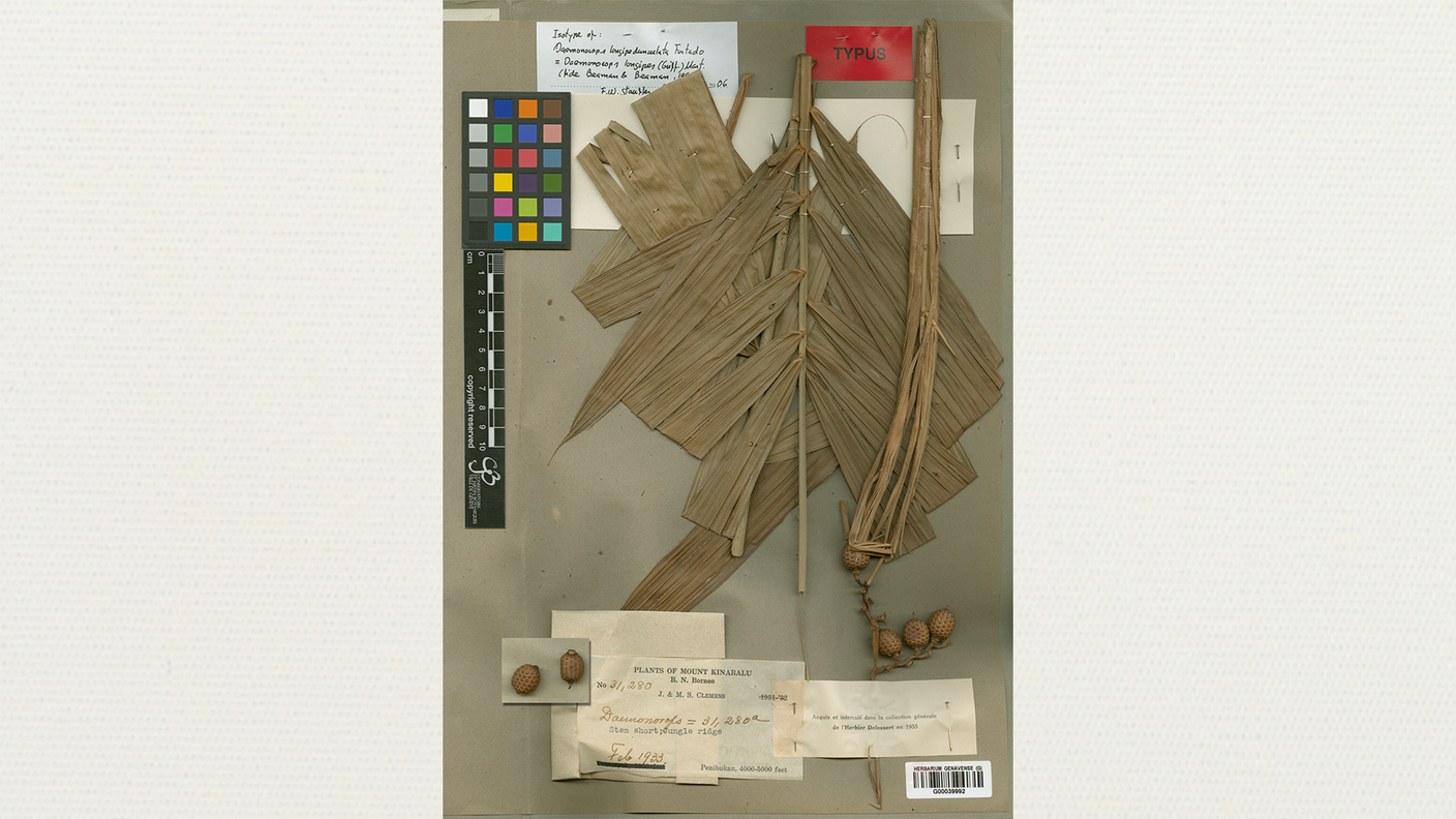 Calamus longipes: l'areale nativo di questa specie si estende dalla Malesia occidentale alle Filippine occidentali. È un albero rampicante e cresce principalmente nel bioma tropicale umido