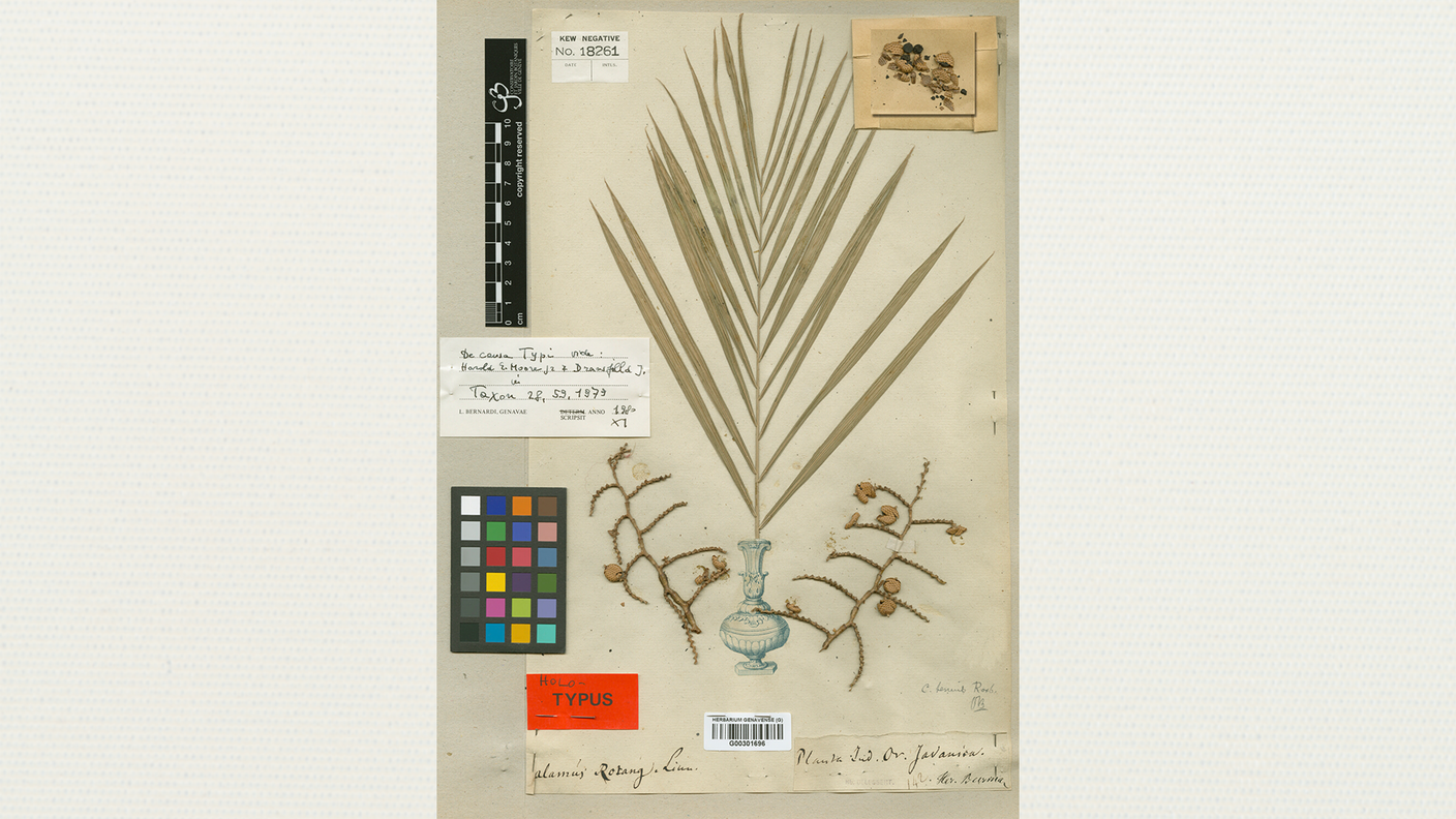 Calamus rotang L. (rattan): l'areale nativo di questa specie è l'India meridionale, nello Sri Lanka. È un arbusto o una liana e cresce principalmente nel bioma tropicale umido