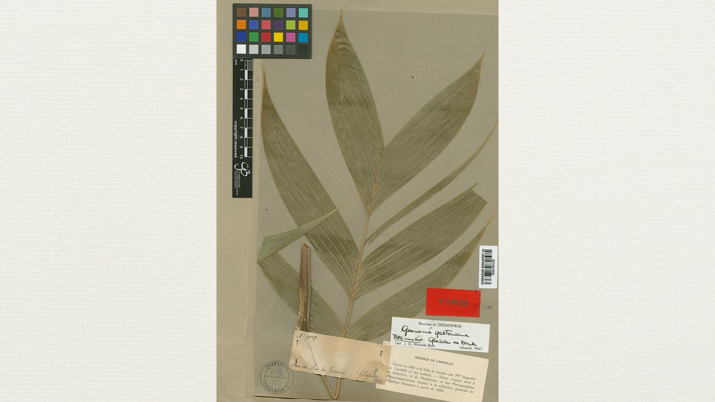 Geonoma gastoniana Drude: l'areale nativo di questa sottospecie è il Brasile. È un arbusto e cresce principalmente nel bioma tropicale umido