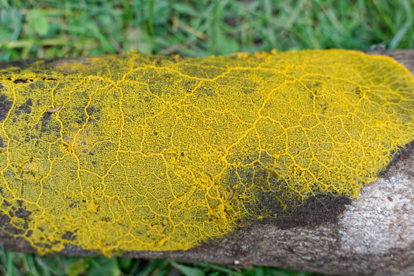 Physarum polycephalum, una specie meglio conosciuta come "blob"