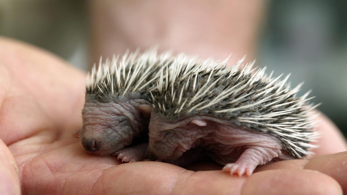 Negli individui appena nati è ben visibile il sacco cutaneo ornato dagli aculei in formazione