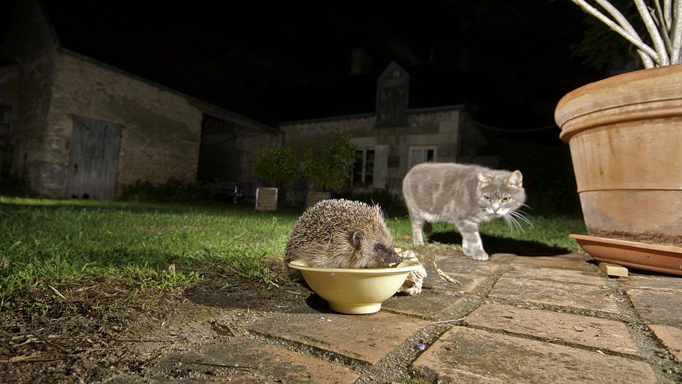 Il riccio è protagonista della vita notturna nei giardini, spesso senza che noi ce ne accorgiamo