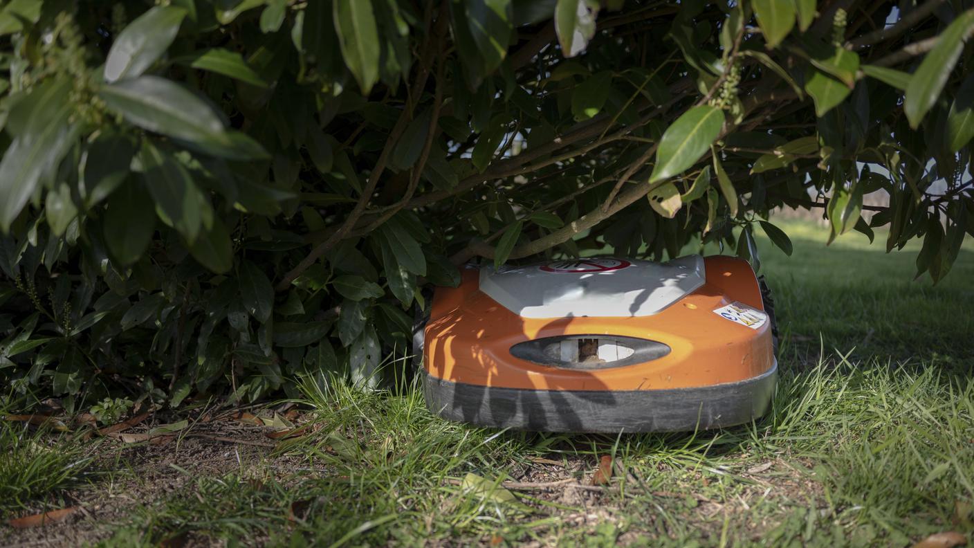 I robot tagliaerba sono una delle minacce che pesano sui ricci, soprattutto se usate di notte