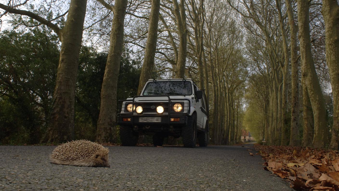 Per proteggere i ricci, dal tramonto è opportuno prestare la massima attenzione quando si guida, soprattutto quando si attraversano ambienti naturali favorevoli per questa specie