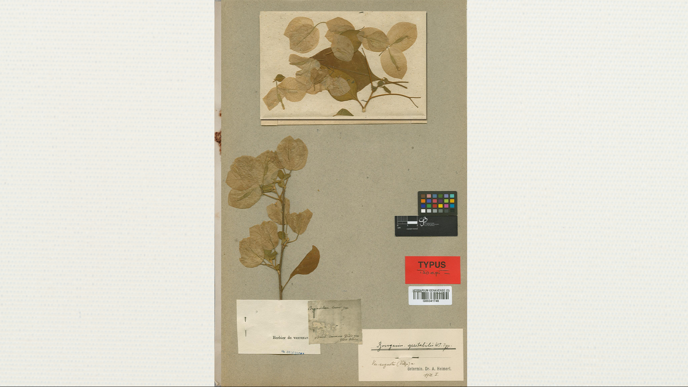 Il campione di Bougainvillea spectabilis Willd.: le note menzionano il nome Philibert Commerson, ma non quello di Jeanne Barret