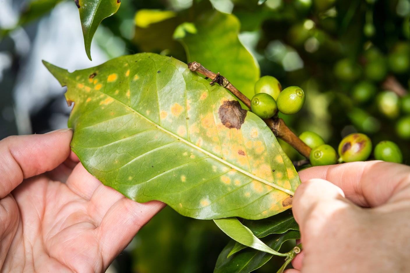 Le foglie del caffè colpite da Hemileia vastatrix assumono una colorazione giallo-arancione