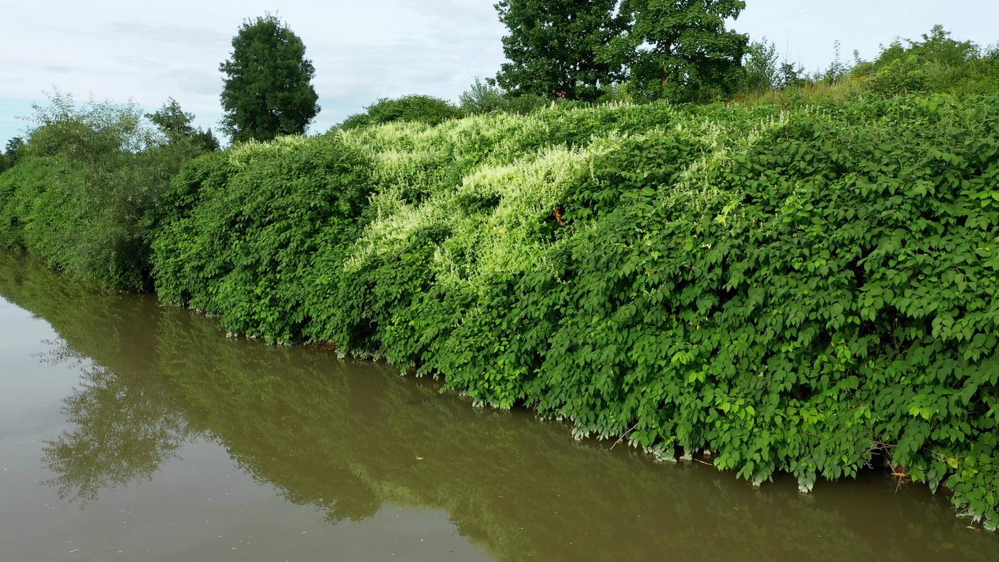 Il Poligono del Giappone può colonizzare ampie superfici, in particolare lungo i corsi d'acqua
