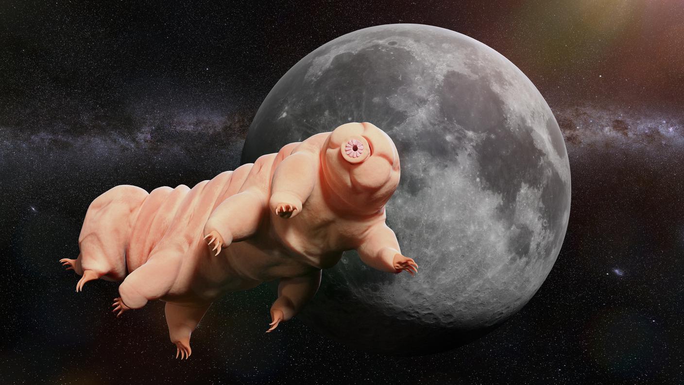 Studiare i tardigradi è utile per la ricerca spaziale