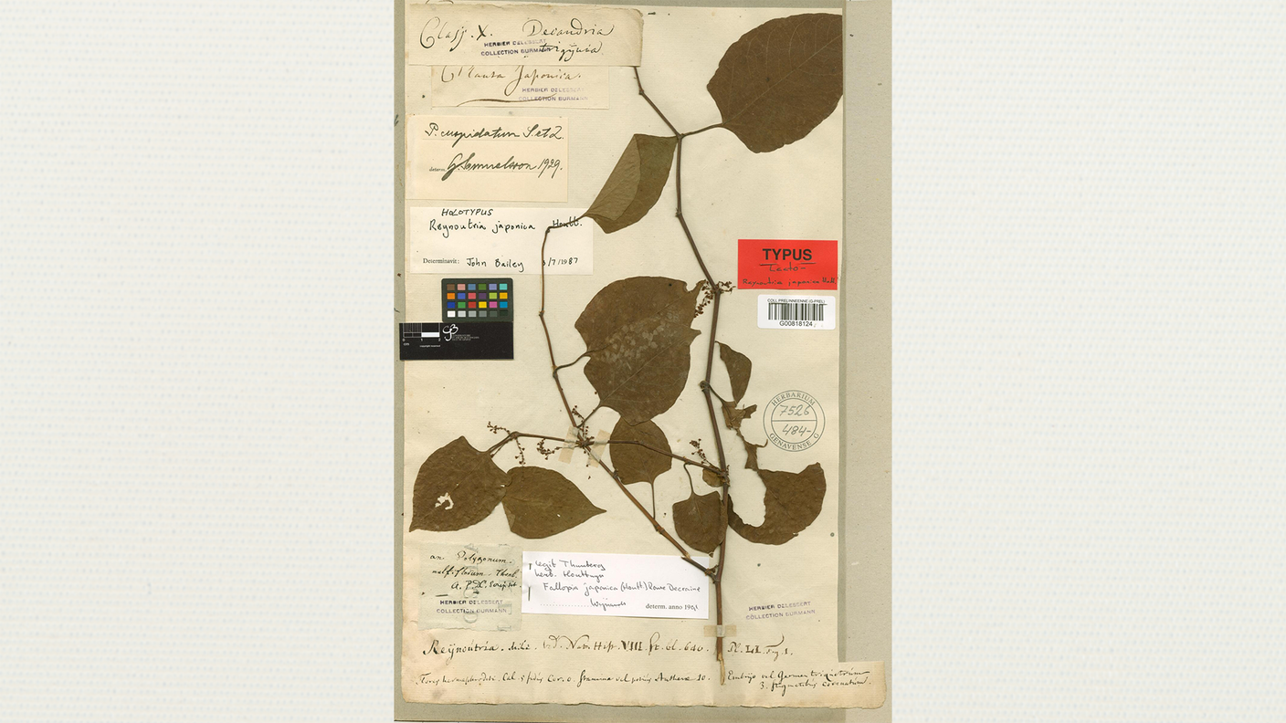 Il campione di poligono del Giappone recuperato da Thunberg e conservato al Giardino botanico di Ginevra 