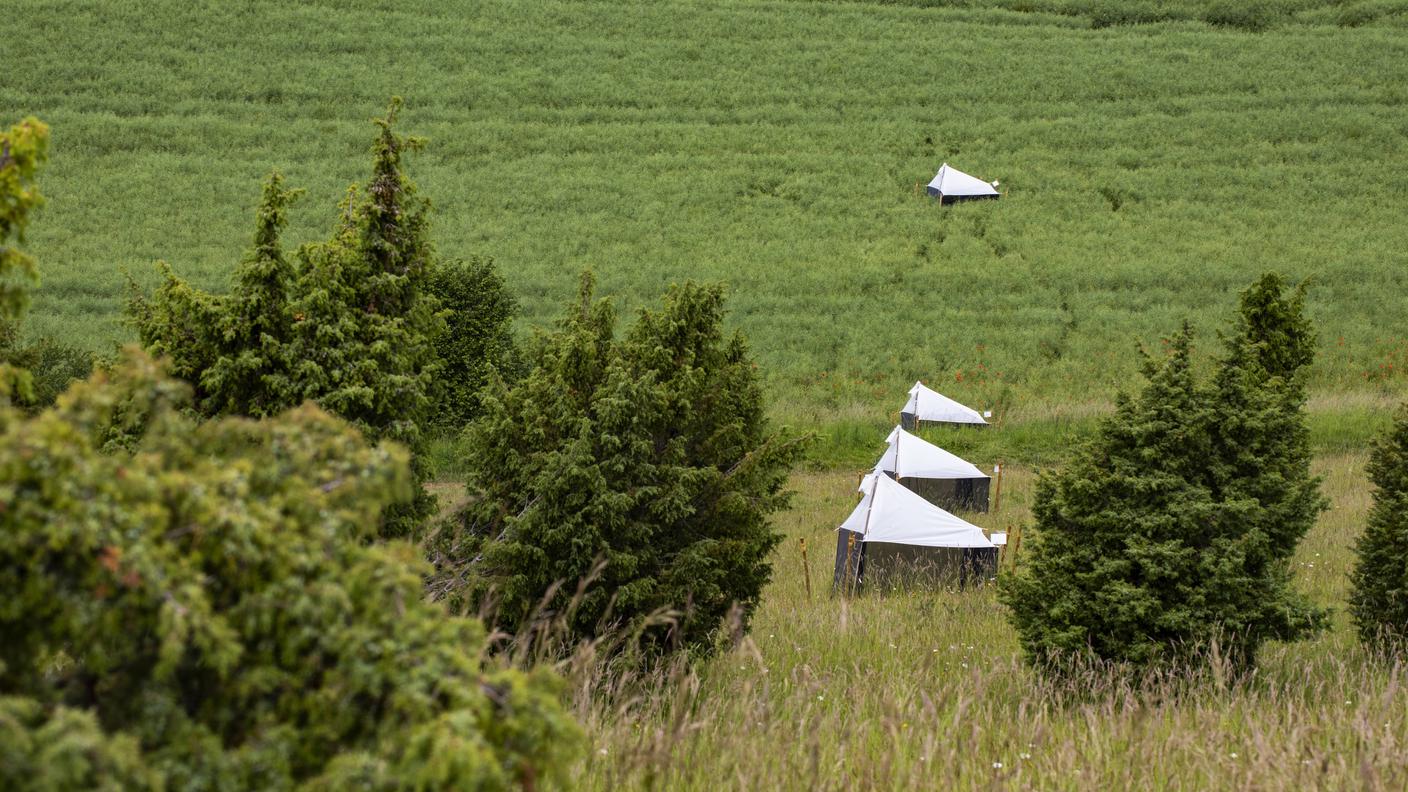 Trappole per insetti "tenda Malaise" in un campo di ricerca in Germania