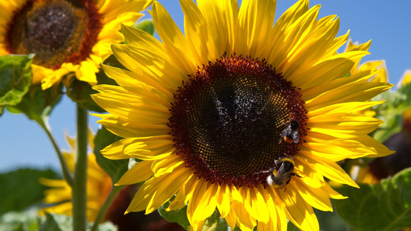 Un terzo di tutto quello che mangiamo necessita l'impollinazione da parte di insetti