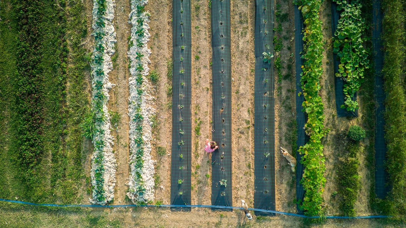 Coltivare la biodiversità diminuisce naturalmente l'impatto dei parassiti