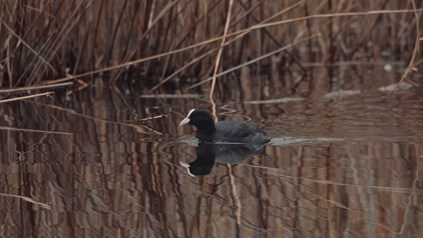Il numero delle folaghe comuni (Fulica atra L.) svernanti, da qualche anno è in crescita