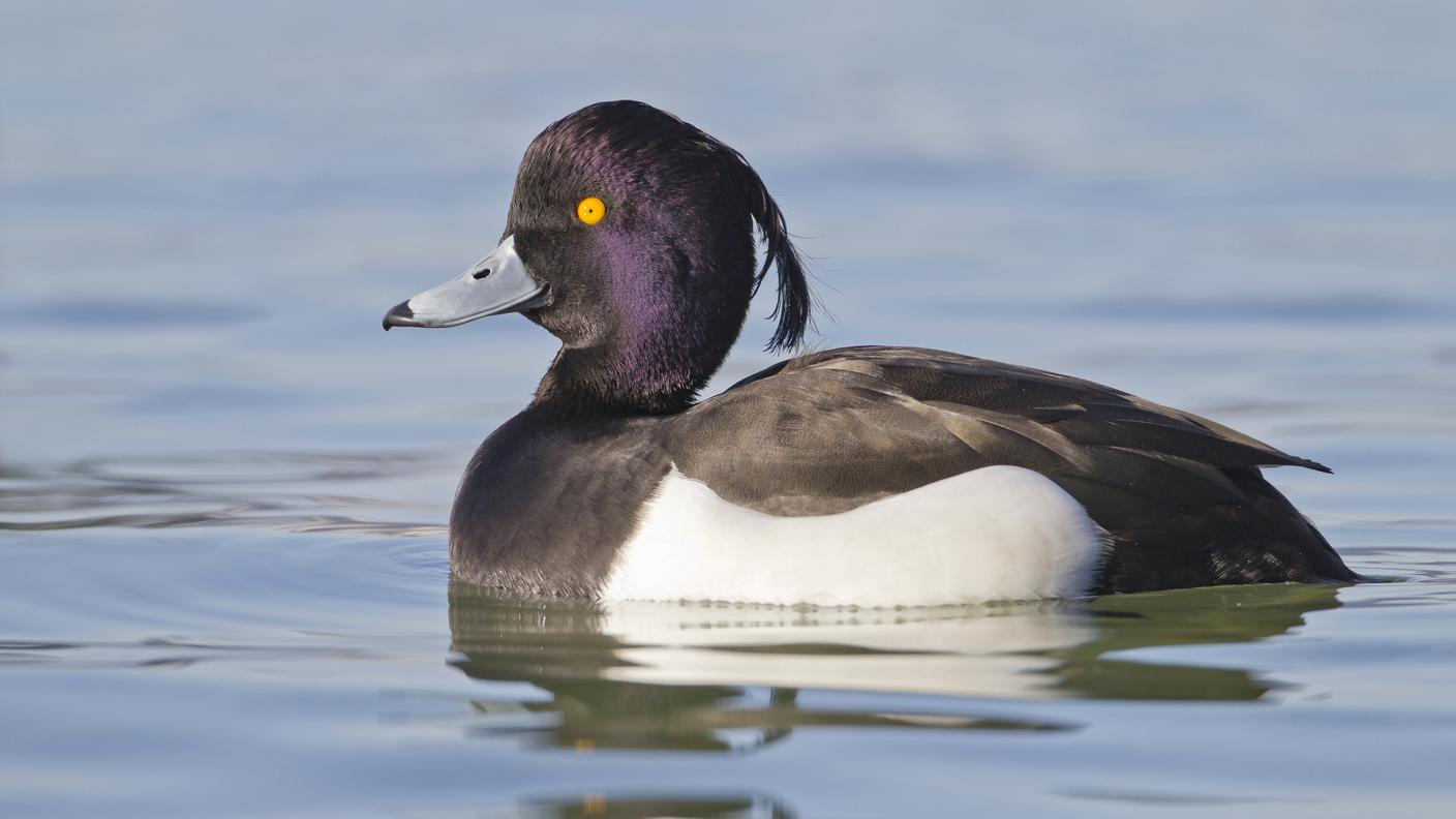 Un maschio di moretta (Aythya fuligula L.) in abito riproduttivo.  È il nostro ospite invernale più frequente (quasi 80 000 ogni anno). A volte arrivano anche dalla Siberia orientale, a 8000 km dalla Svizzera