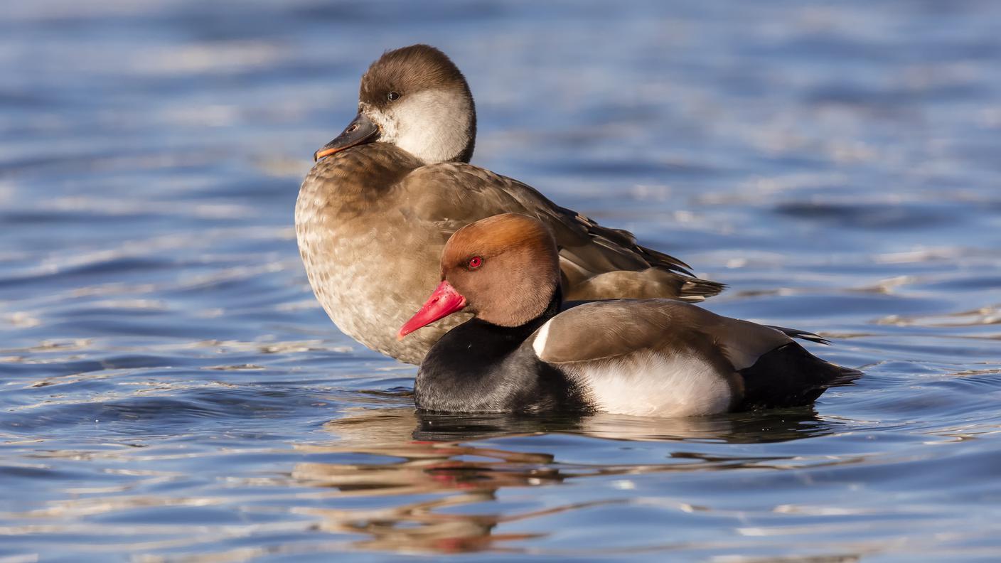 Una coppia di Fistione Turco (Netta rufina Pallas). La Svizzera ha una grande responsabilità per la sua protezione, i 25'000 individui che svernano da noi rappresentano quasi la metà della popolazione dell'Europa occidentale