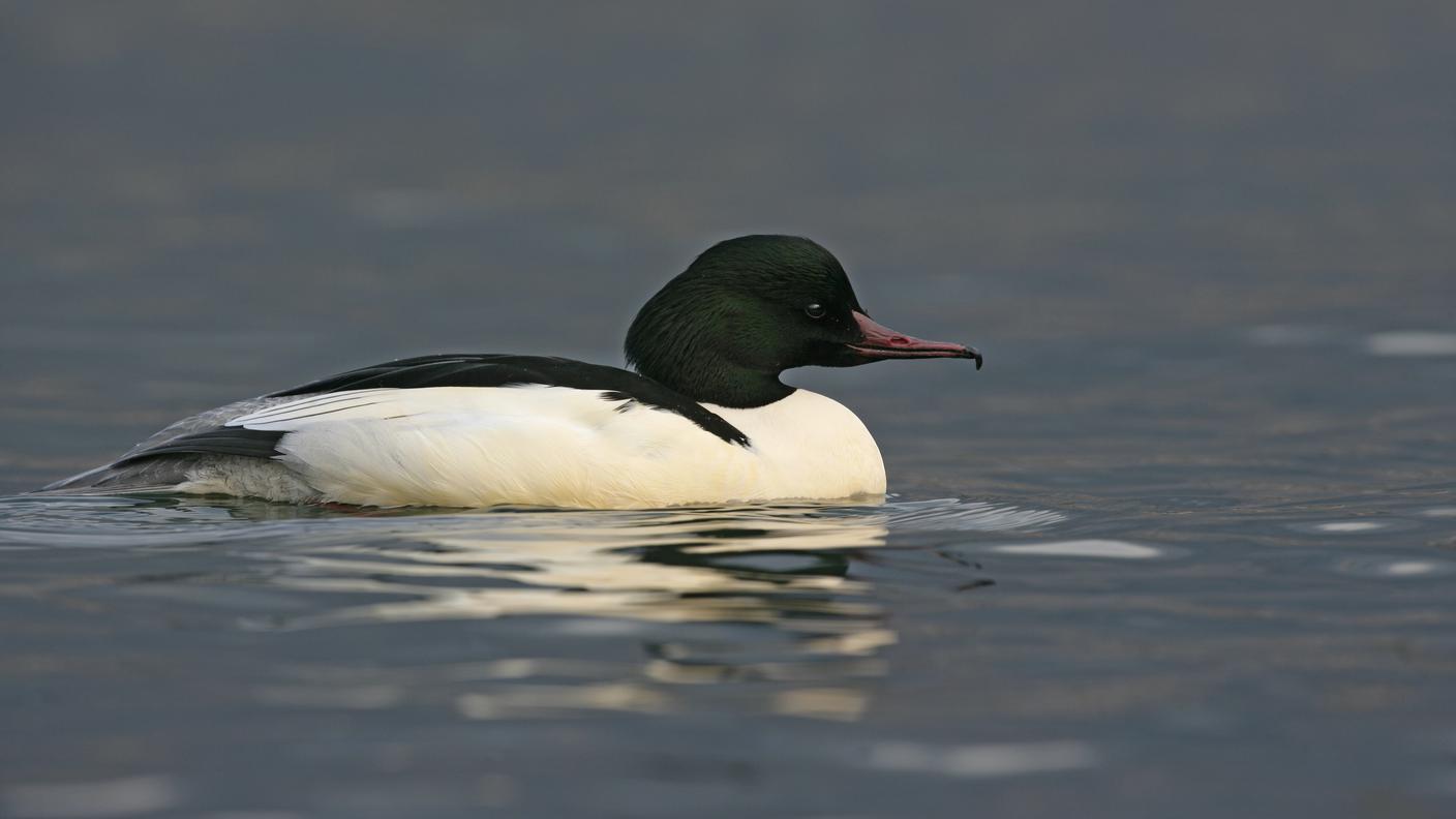 Lo smergo maggiore (Mergus merganser L.) è da noi l'anatra tuffatrice più grande