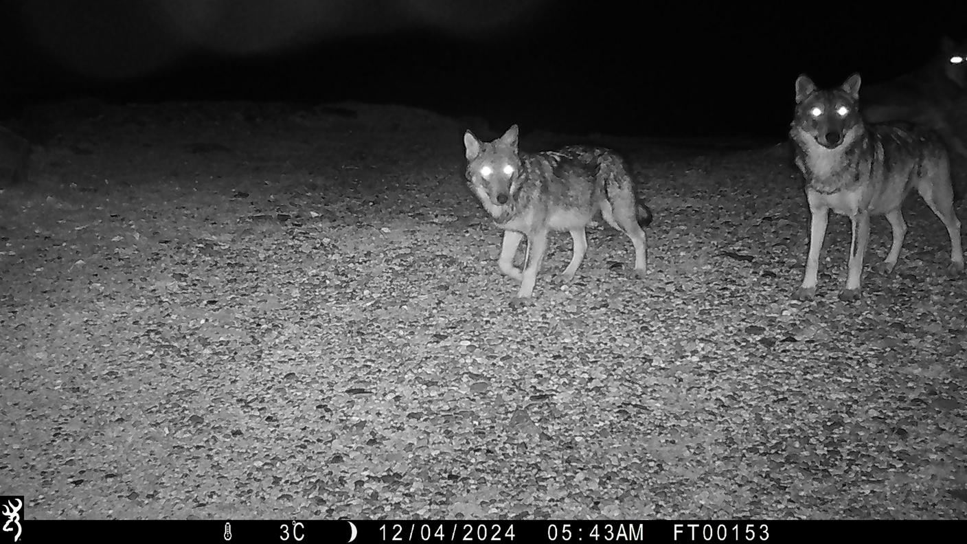 La fototrappola è uno strumento fondamentale per studiare un animale elusivo come il lupo