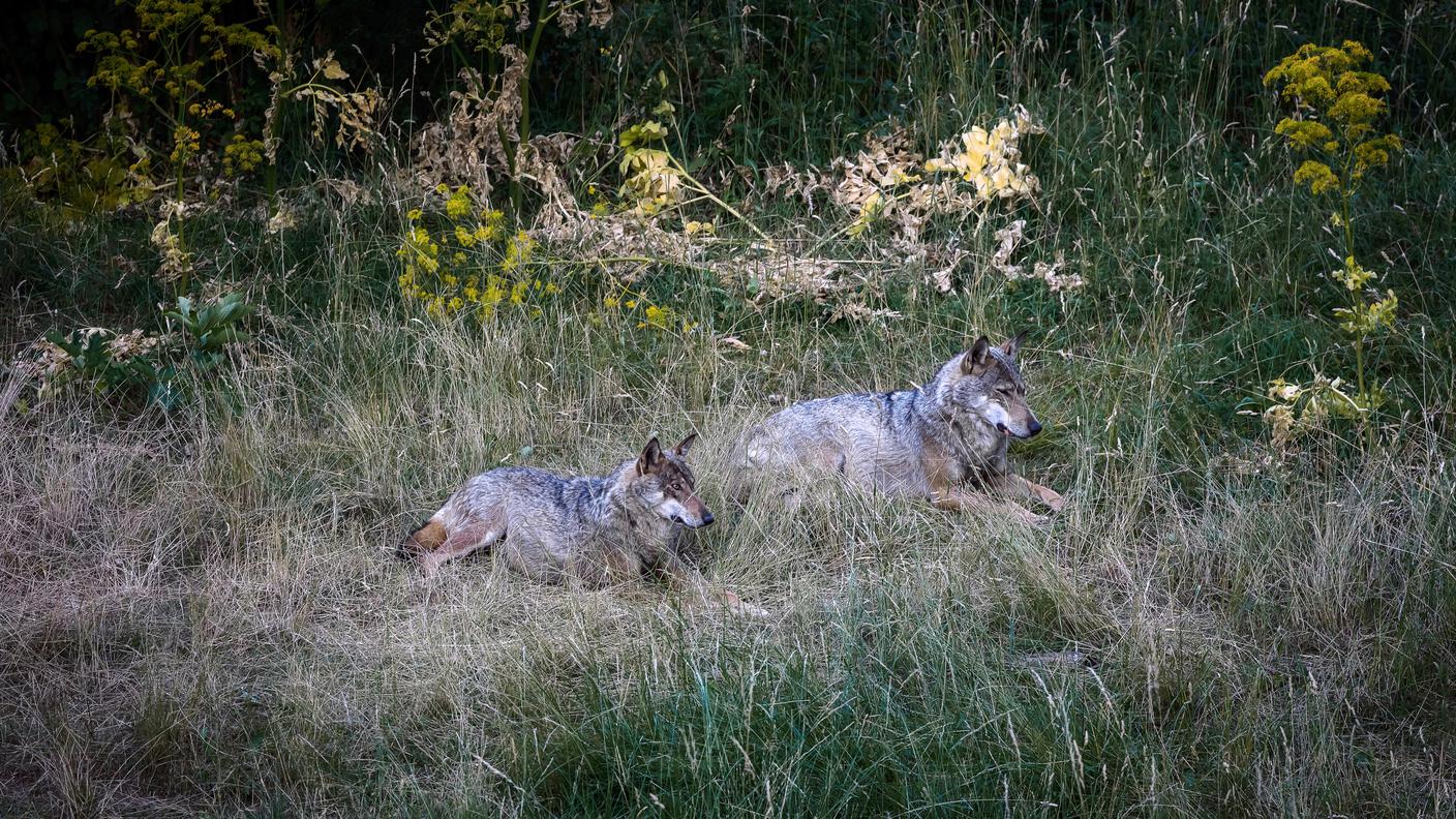 Lupi (Canis lupus italicus Altobello) che si riposano ben appartati fra i cespugli