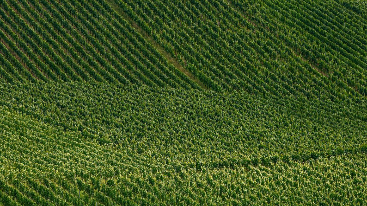 I paesaggi vitivinicoli sono affascinanti, ma il loro impatto ambientale è spesso problematico