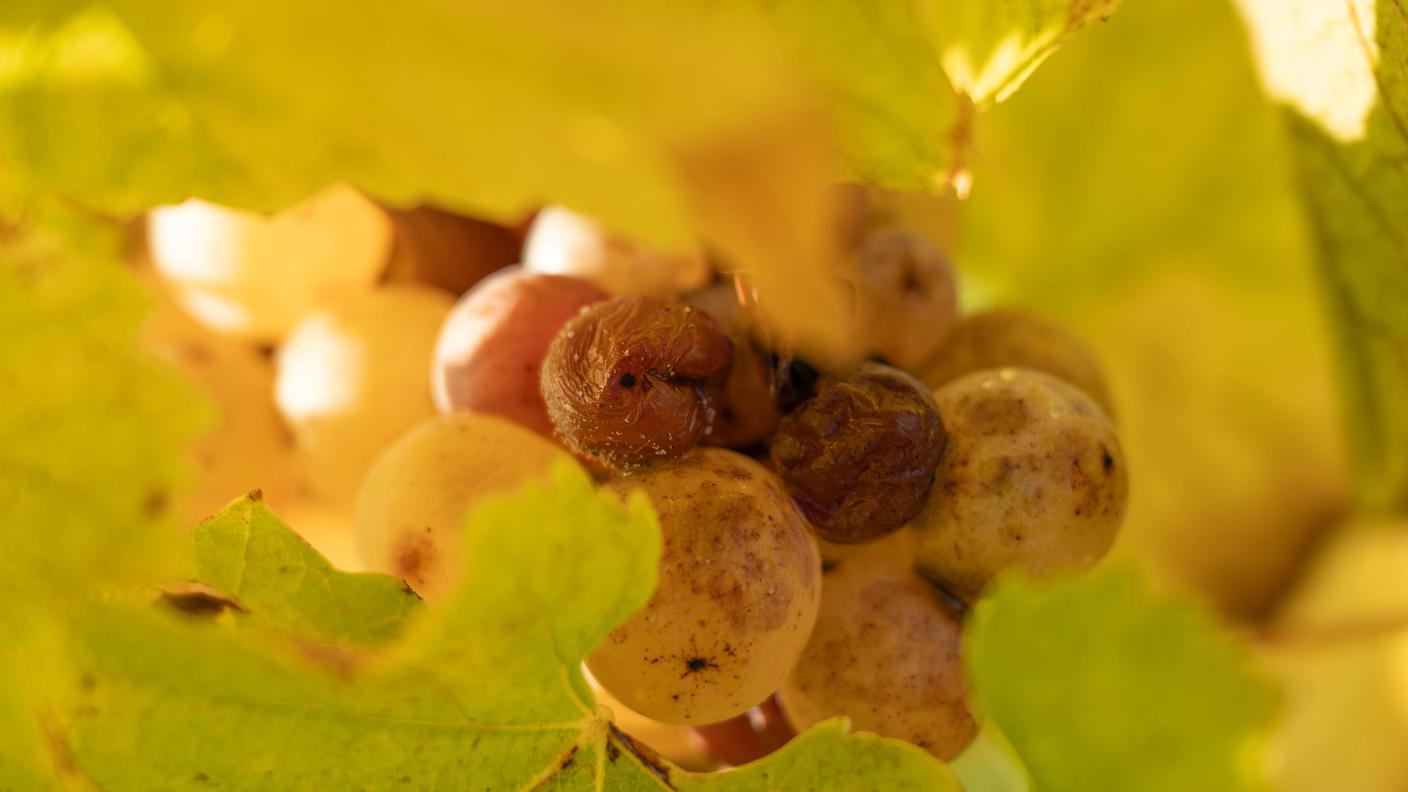 Il marciume grigio per i Sauternes è una benedizione, per gli altri è il colpo di grazia prima della vendemmia