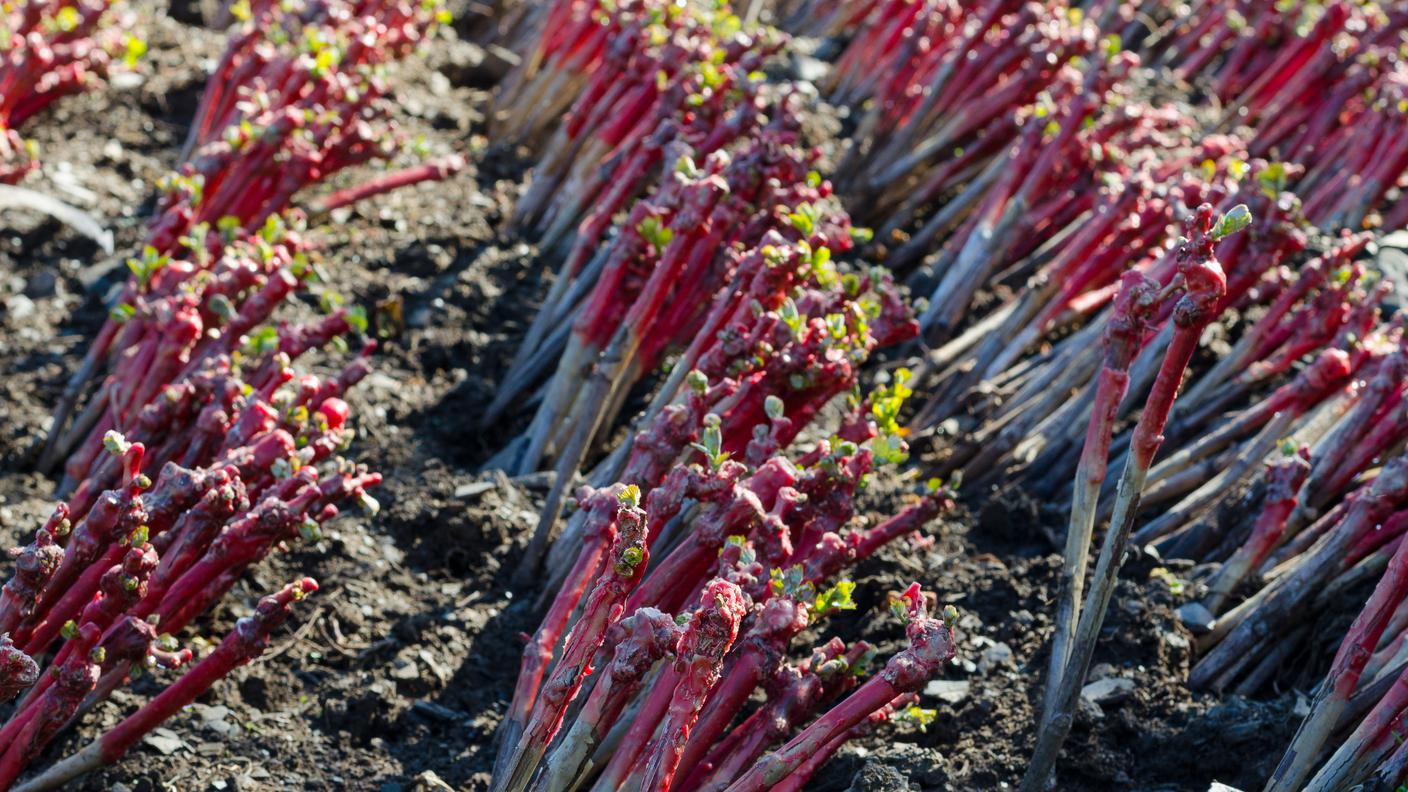 Barbatelle pronte per il trapianto