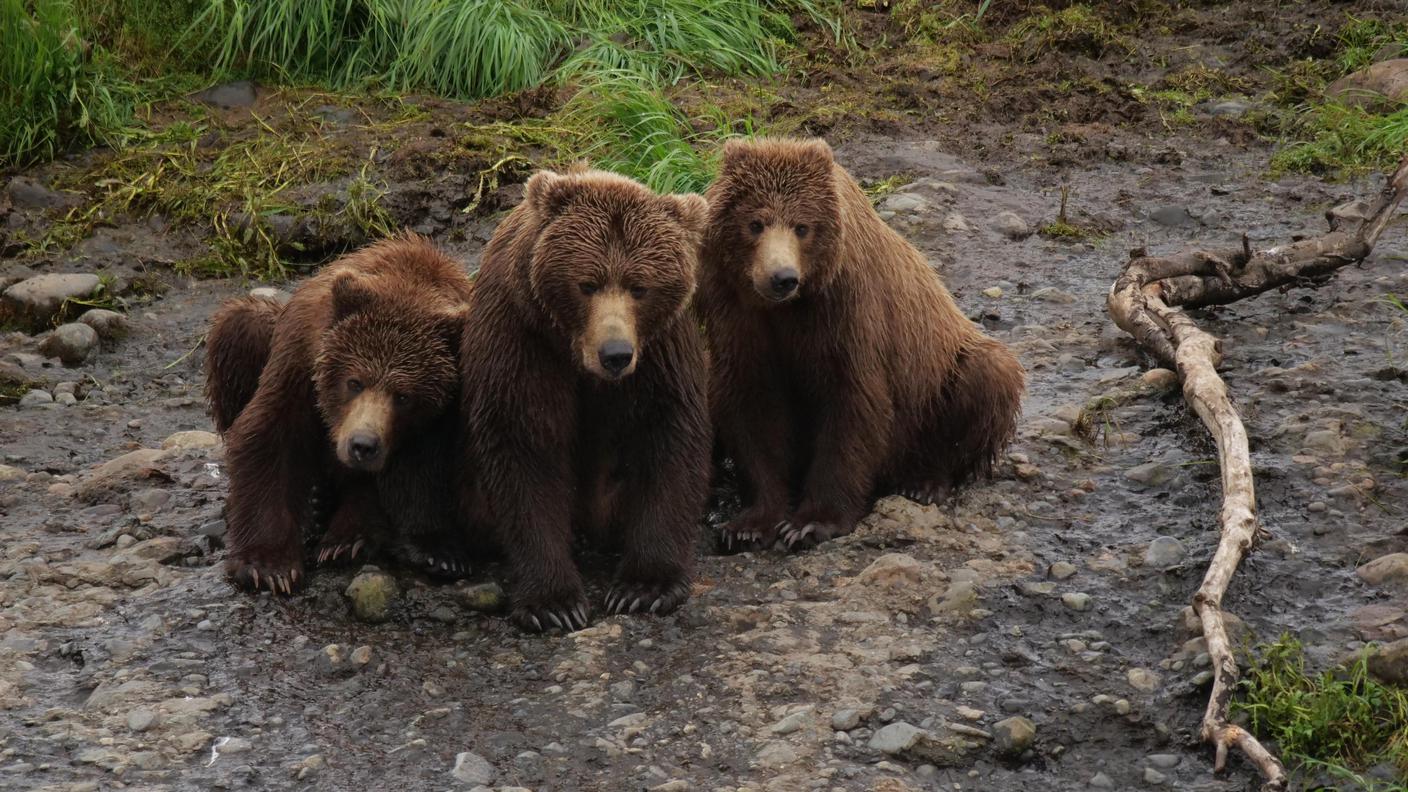 Orsi bruni nella riserva naturale del fiume McNeil (Alaska, Stati Uniti)