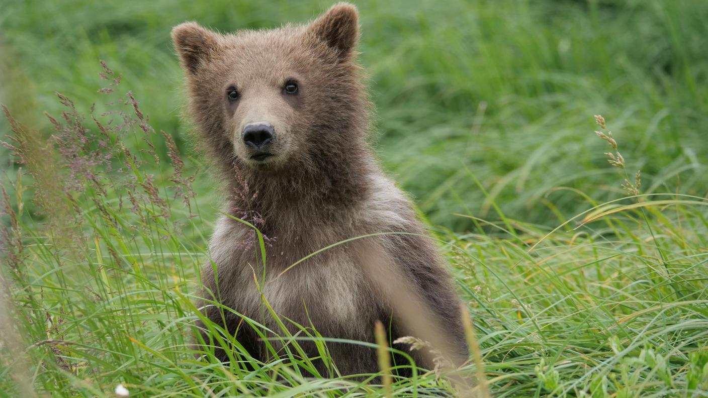 Un orso nella riserva naturale del fiume McNeil (Alaska, Stati Uniti)