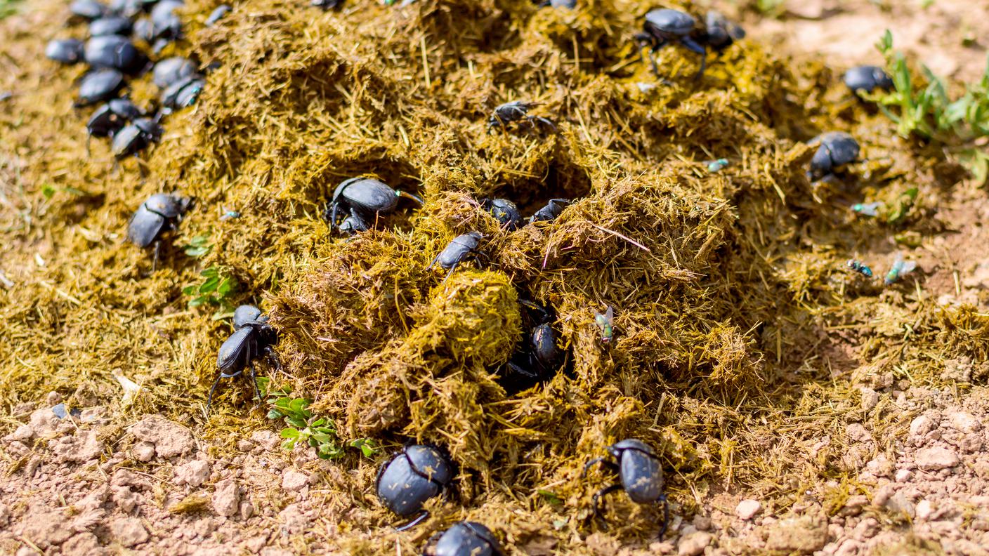 Gli scarabei stercorari rimuovono dal terreno grandi quantità di escrementi e svolgono un ruolo ecologico molto importante
