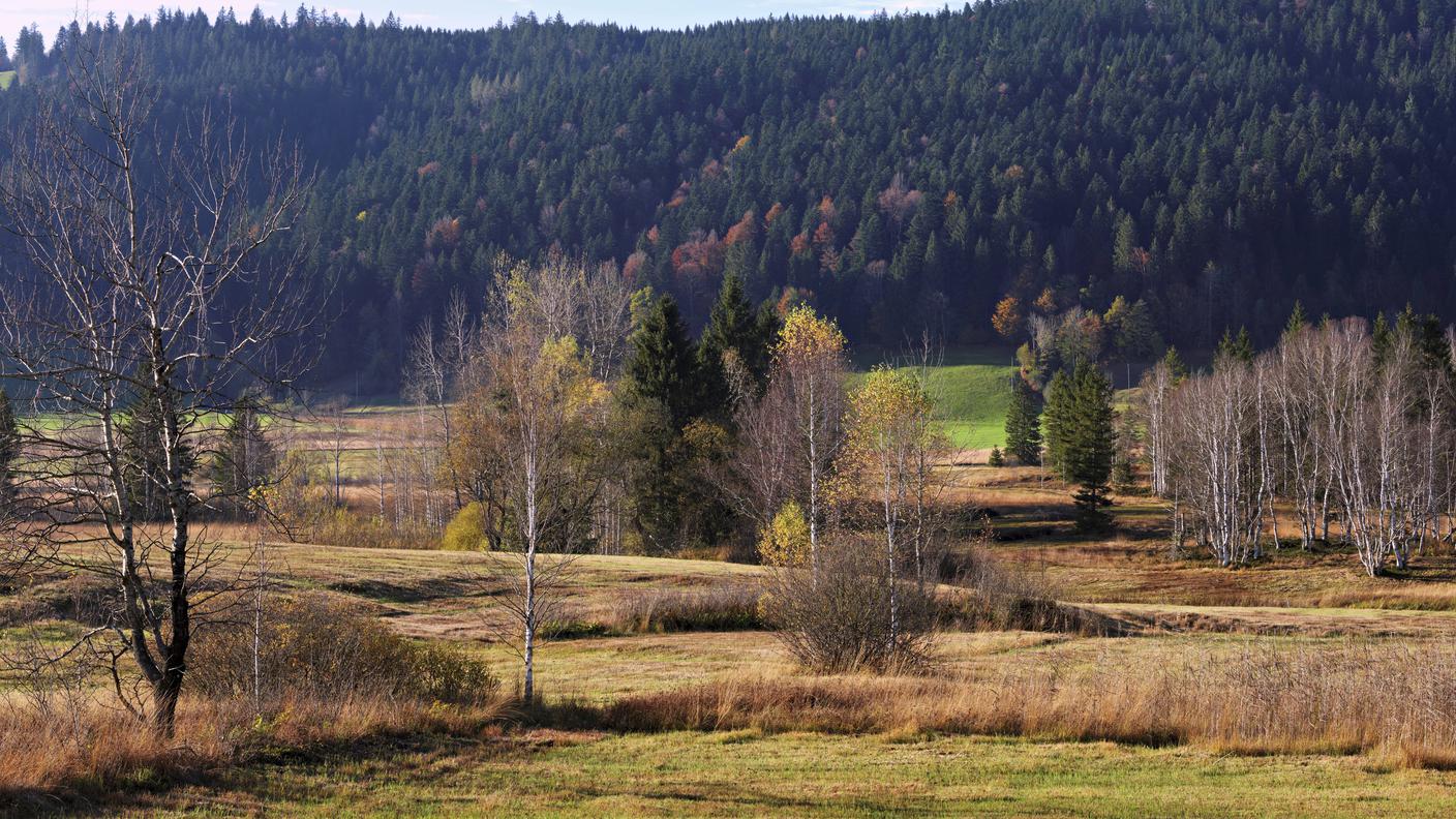Le torbiere di Rothenthurm (Svitto), un simbolo della protezione delle zone umide in Svizzera