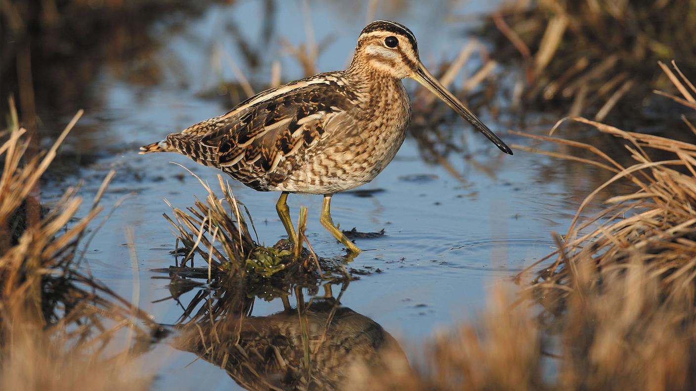 Nonostante le difficoltà, associazioni come BirdLife Svizzera, in collaborazione con partner locali e cantonali, agiscono concretamente per ripristinare le zone umide e proteggere specie in pericolo come il beccaccino