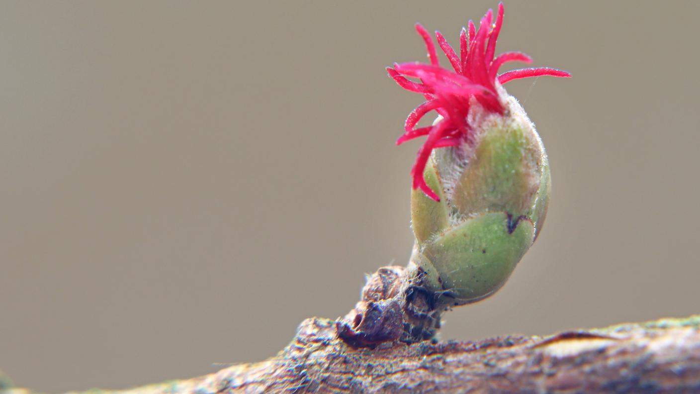 Fiore femminile (fortemente ingrandito) di nocciolo