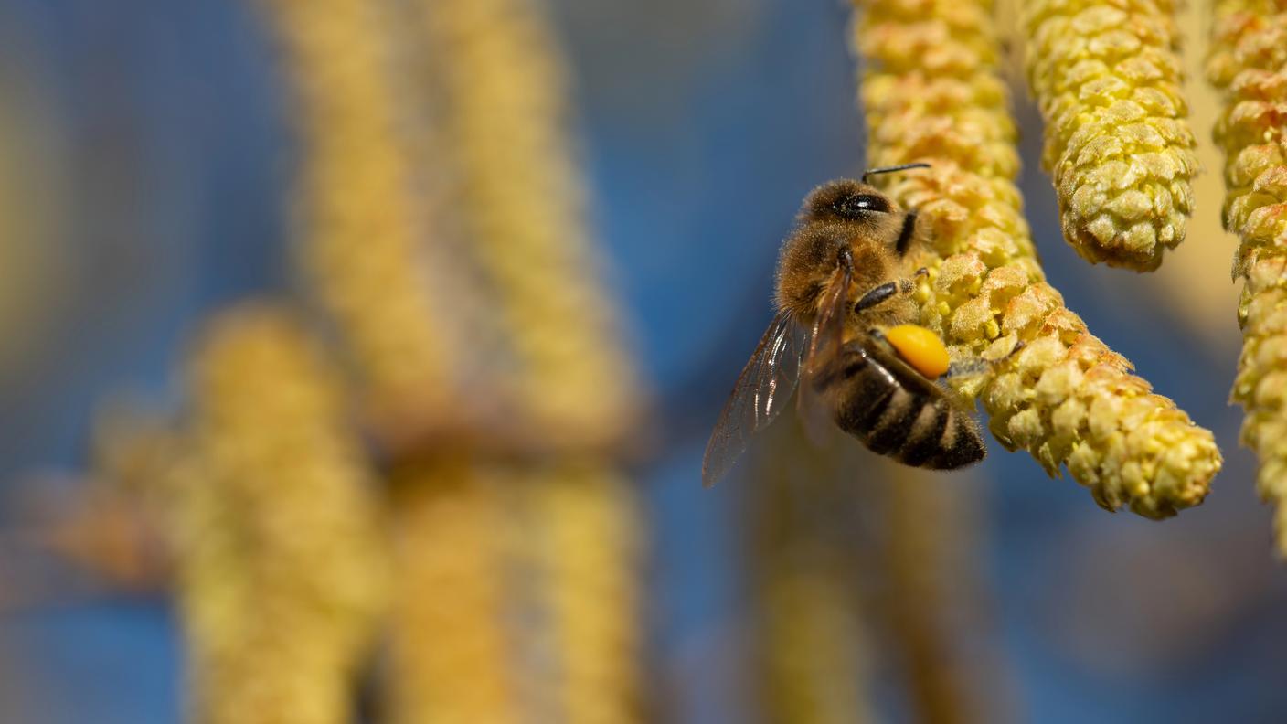 Le api approfittano dell'abbondante polline di nocciolo...destinato al vento 