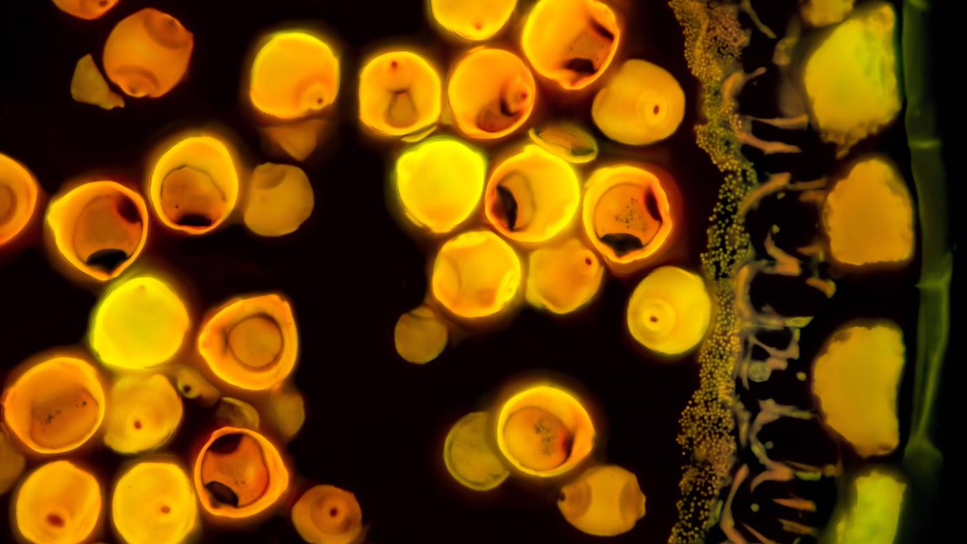 Stami di nocciolo con granuli di polline (al microscopio ottico)