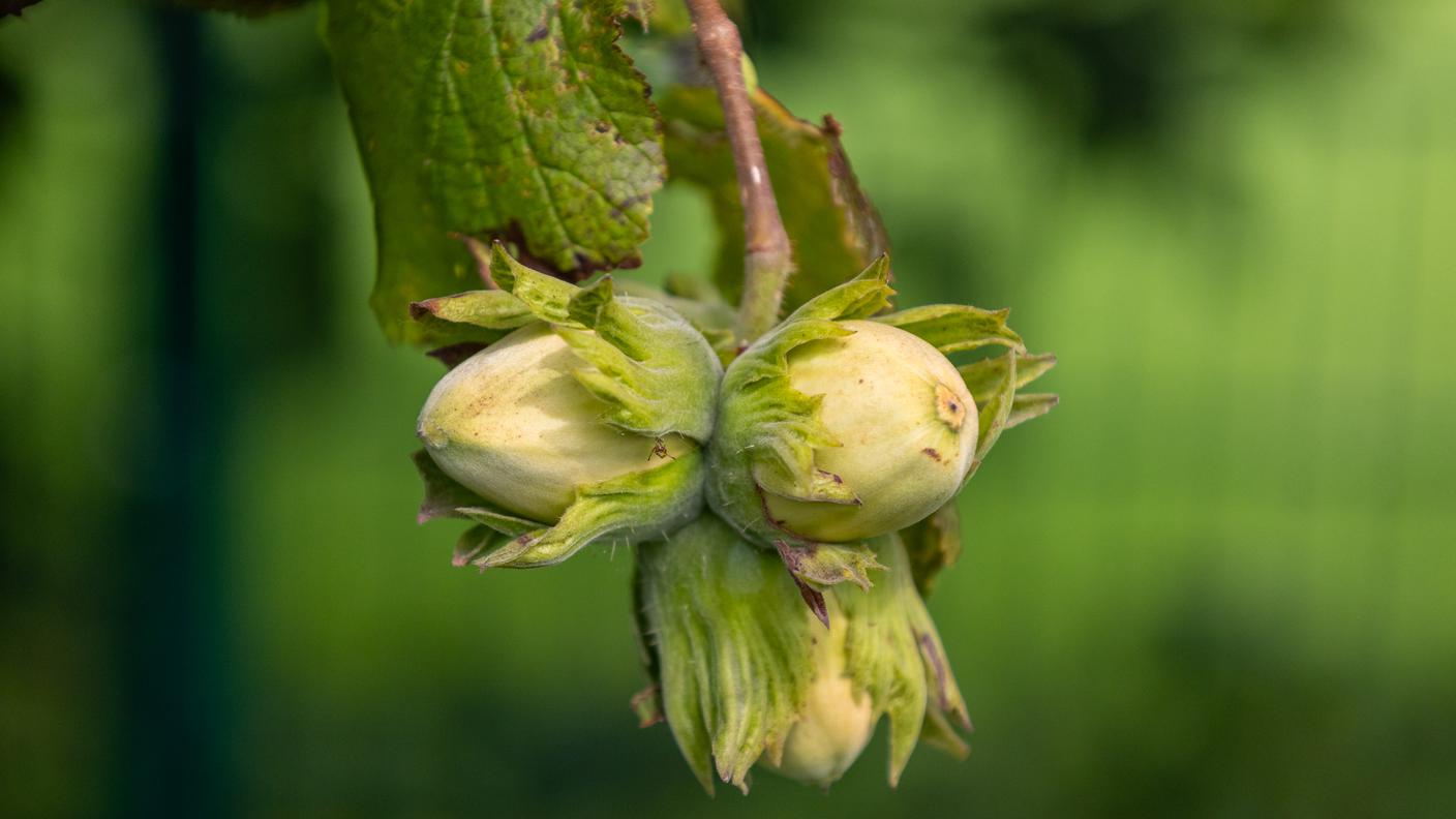 nocciole in formazione