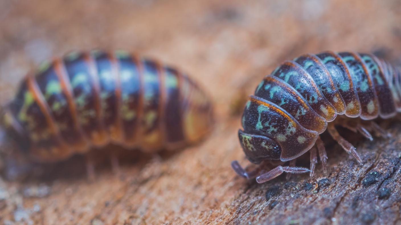 Piccoli crostacei terrestri, gli isopodi (con i lombrichi) sono fra gli invertebrati "costruttori" di suolo. Sminuzzano e integrano la materia organica negli strati superficiali del terreno
