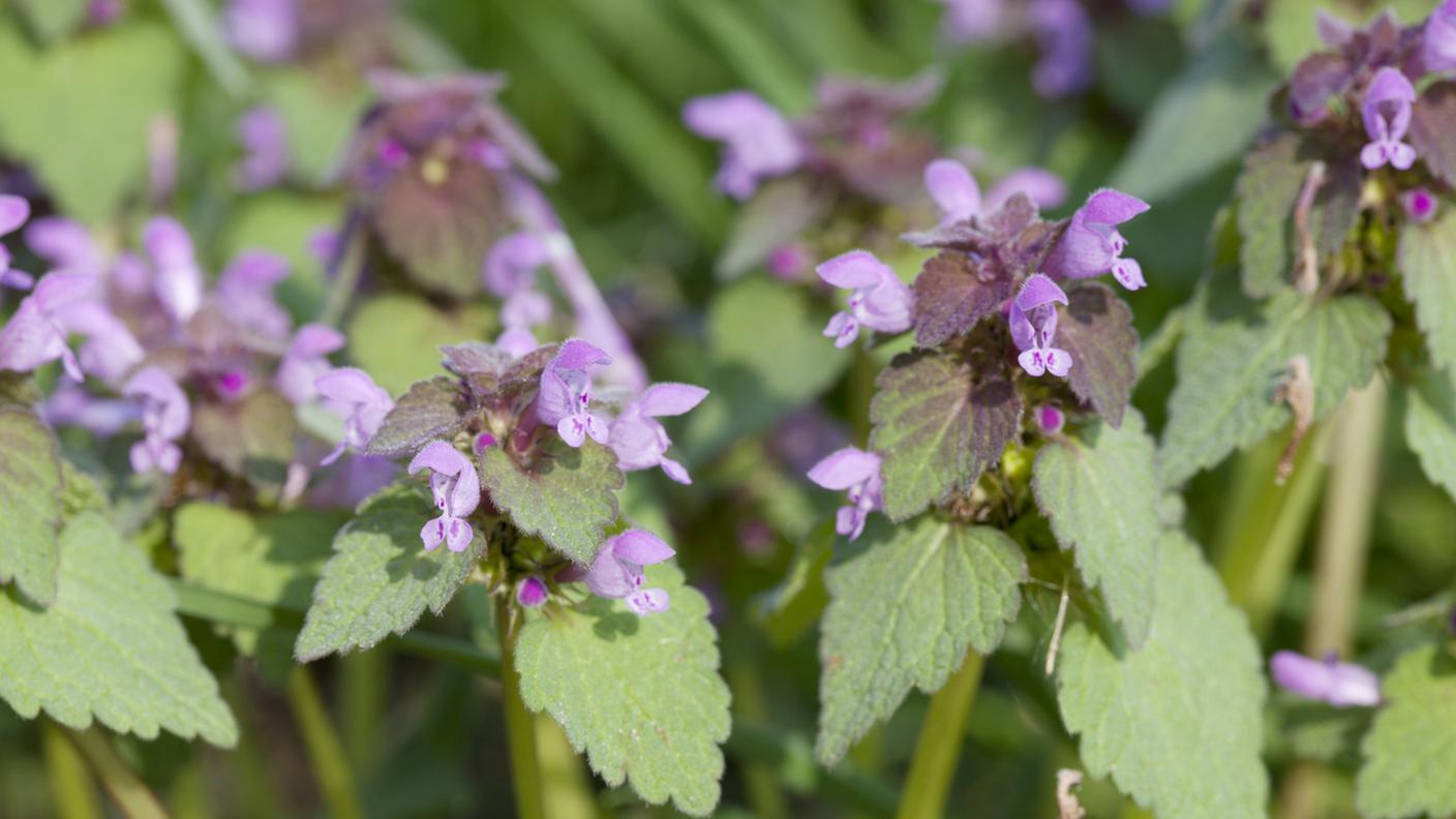 Il Lamium purpureum (falsa ortica purpurea) è un'erba spontanea completamente commestibile e nutriente 