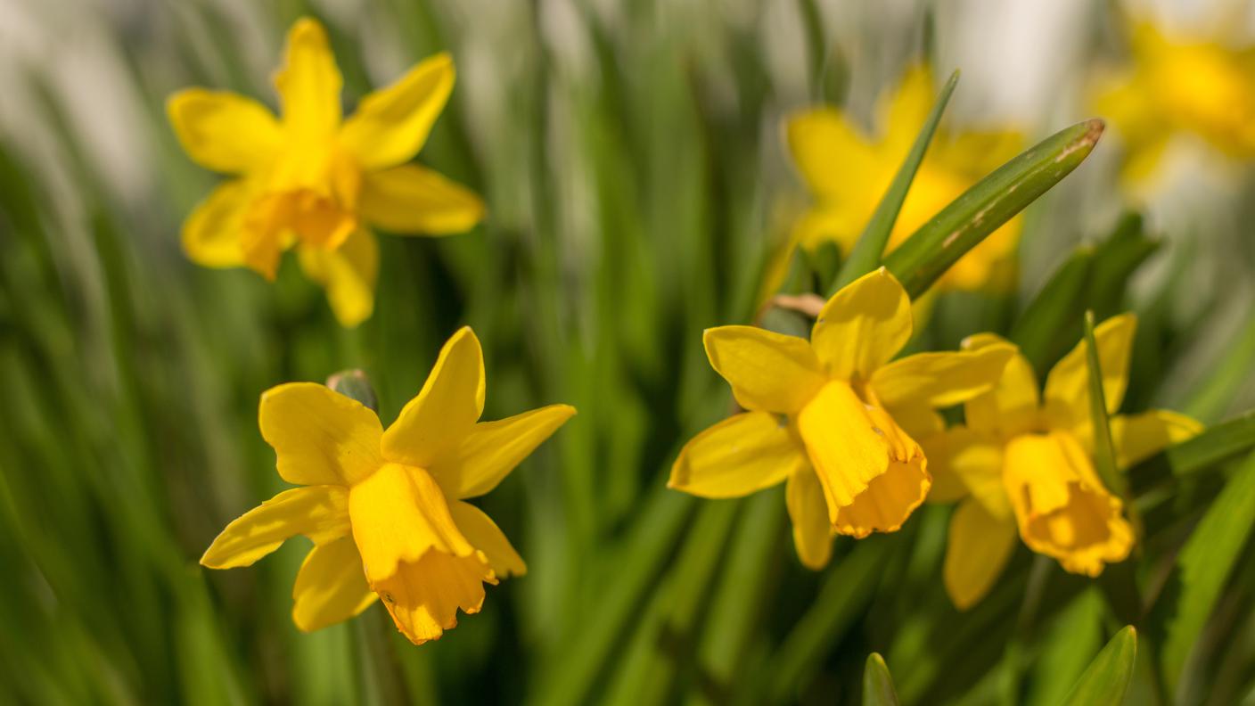 Anche i narcisi sono tornati a fare capolino nei giardini 