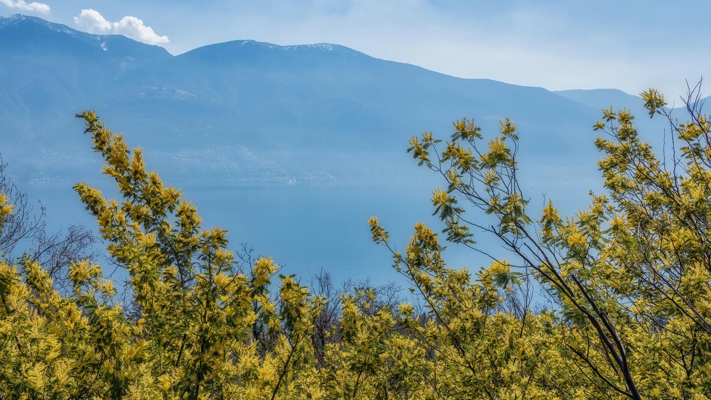 Fioritura di mimose lungo il litorale del Lago Maggiore