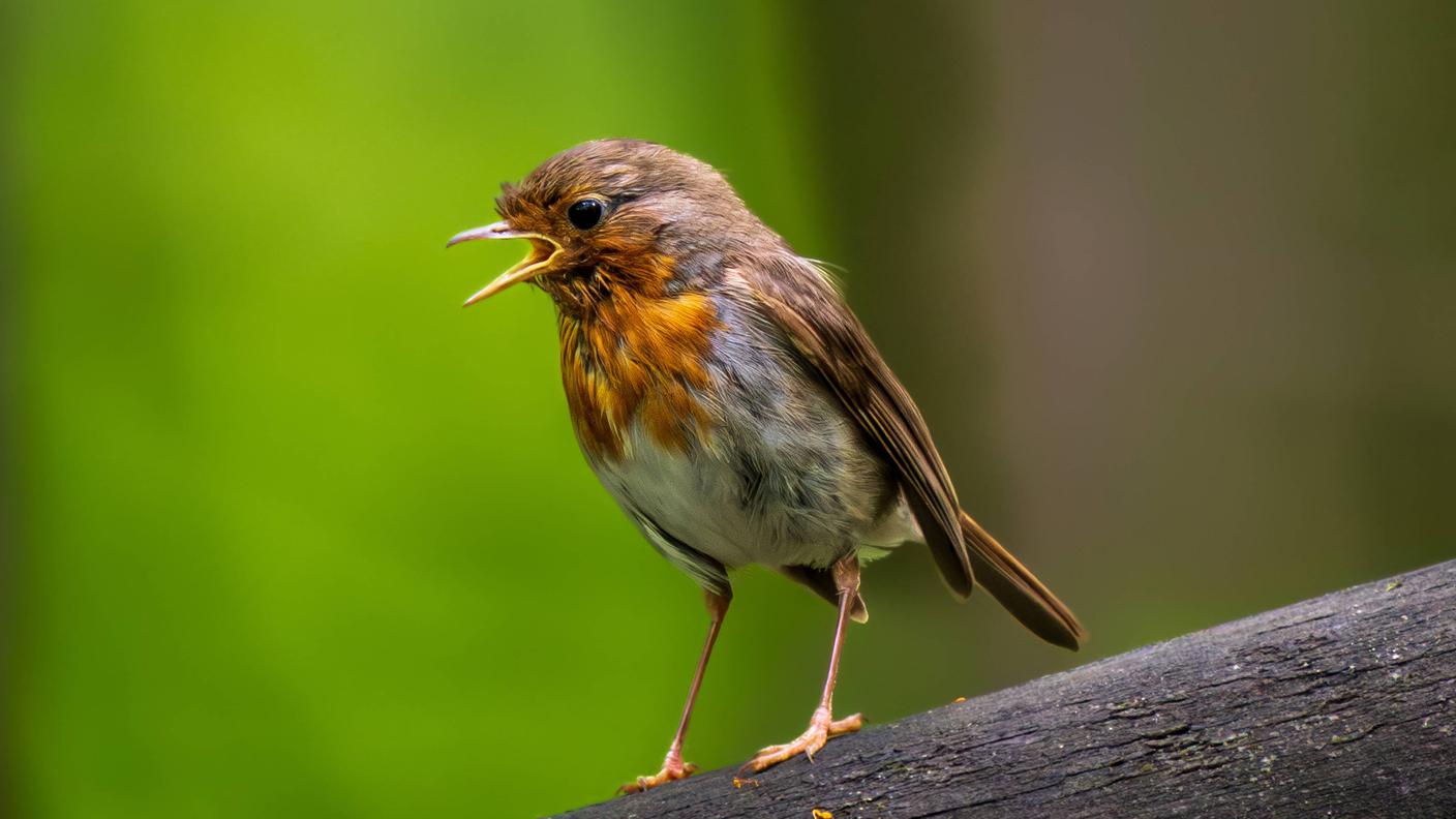 Un pettirosso (Erithacus rubeculacanta) canta a squarciagola