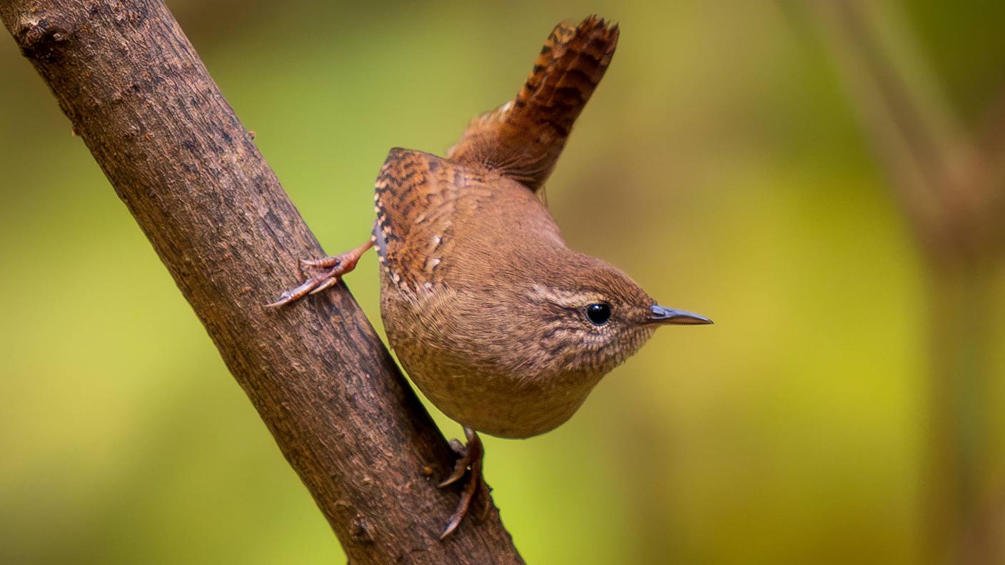 Lo scricciolo (Troglodytes troglodytes) è uno degli uccelli più piccoli d'Europa