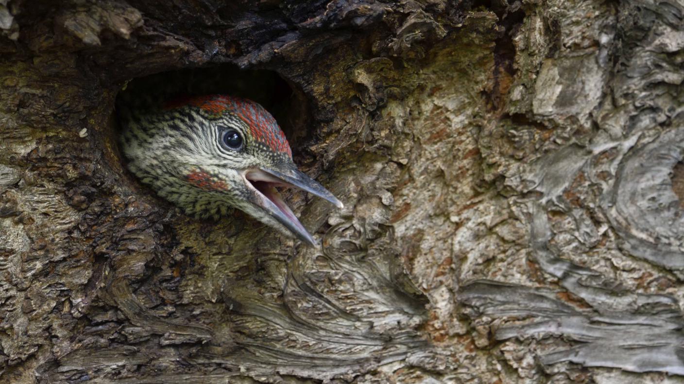 Un giovane di picchio verde sbuca dall'apertura del nido. I picchi sono importanti attori ecologici perché sono creatori primari di cavità negli alberi, cavità poi colonizzate da roditori e pipistrelli