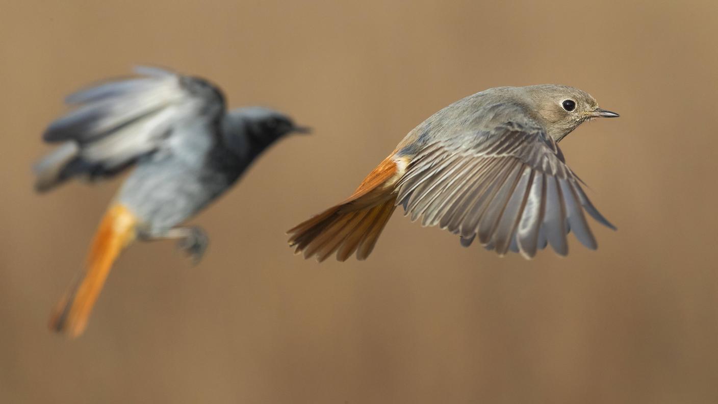 Maschio e femmina (in primo piano) di codirosso spazzacamino (Phoenicurus ochruros)