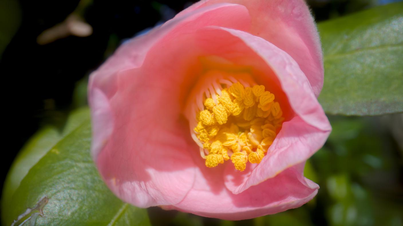 ANNE MARIE RORTIAS: la variabilità della camelia...guardandola distrattamente assomiglia a una rosa