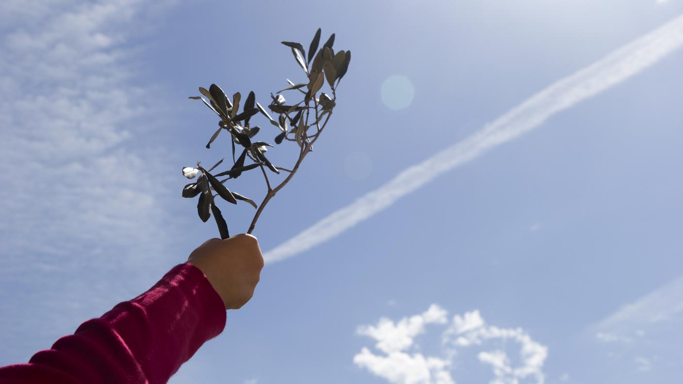 Alle nostre latitudini, l'olivo è diventato protagonista della liturgia della Domenica delle Palme 