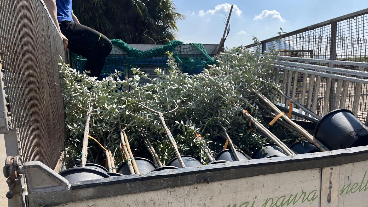 L'associazione Amici dell'Olivo organizza la distribuzione di giovani piante di olivo di cultivar adattati al nostro clima