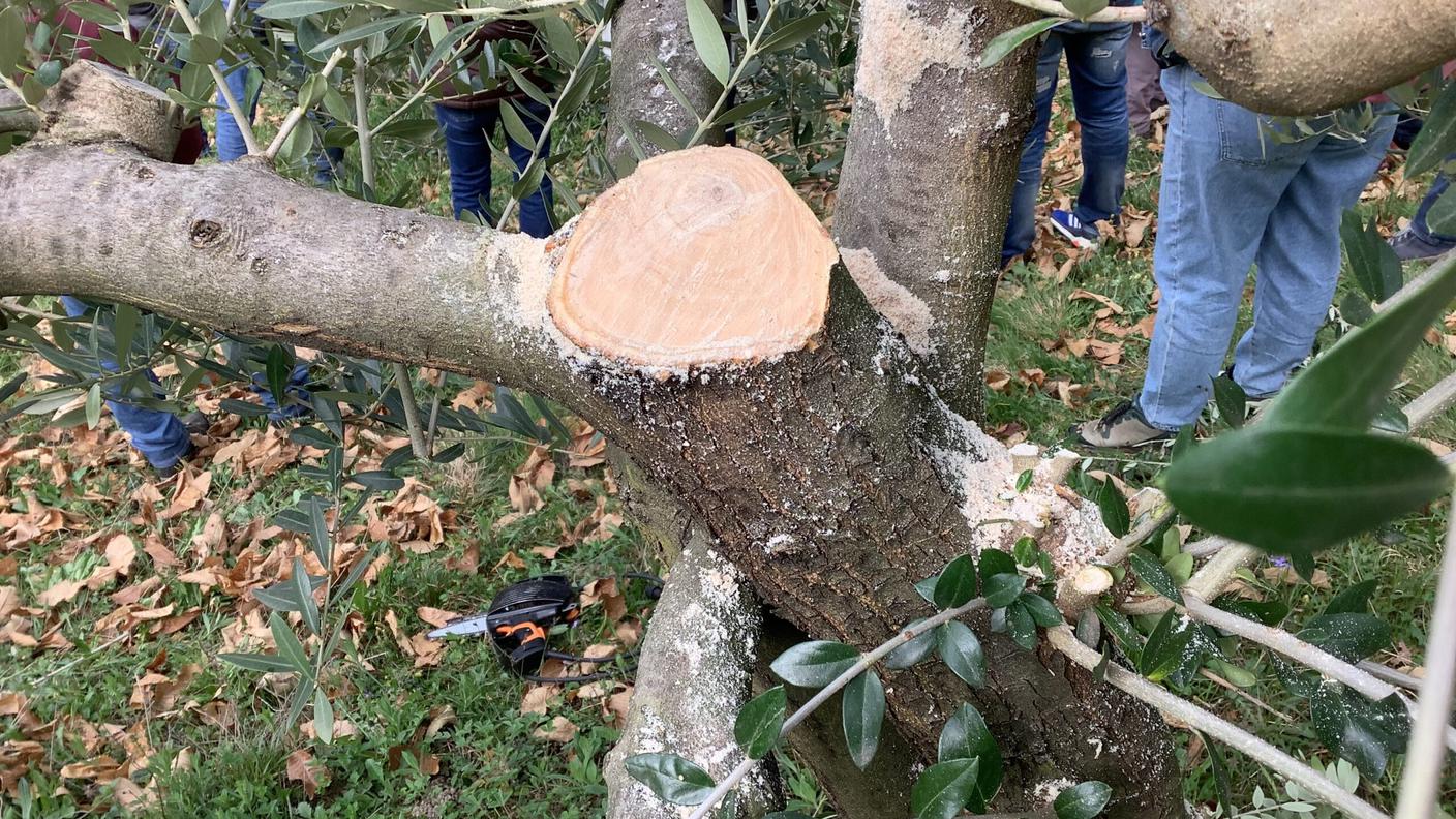 Una sapiente potatura è indispensabile per la formazione dell'albero e la buona produzione di frutti negli anni seguenti